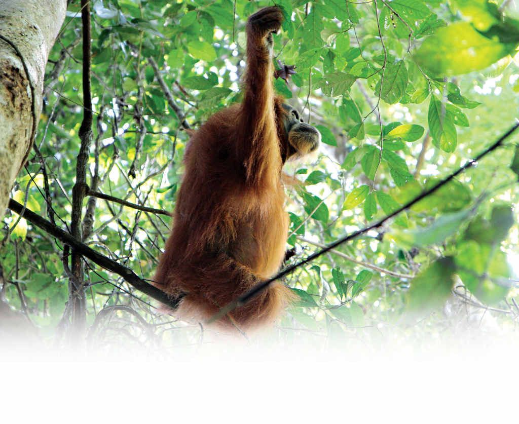 An orang-utan in northern Sumatra. An orang-utan in northern Sumatra.